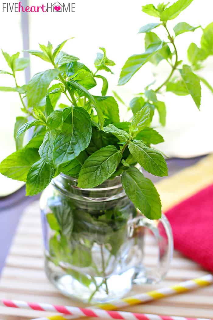 Fresh Mint in a Mason Jar 