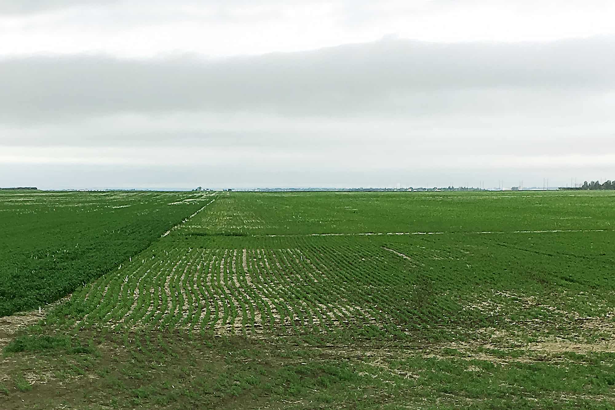 Lentil Fields at Simpson Family Farms, Saskatchewan, Canada